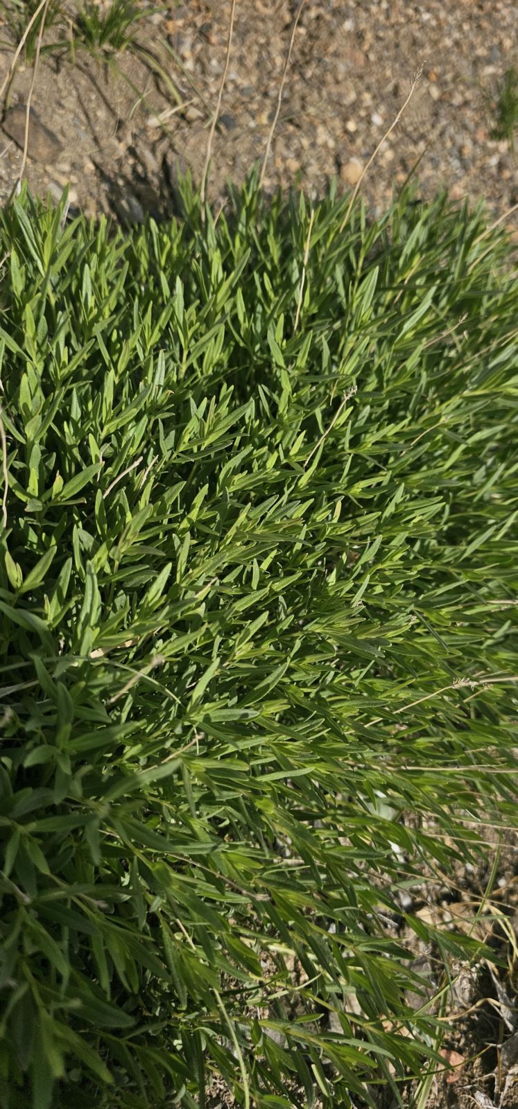 گیاه آویشن کوهی تازه 